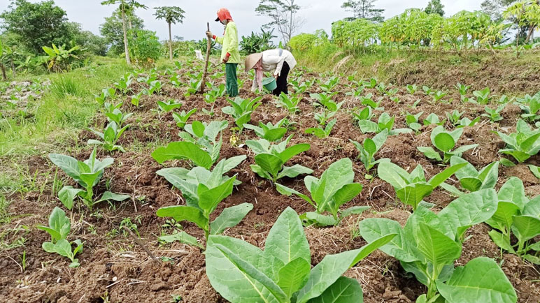 Pemkab Temanggung Diminta Sosialisasikan Penyediaan Benih Tembakau Lebih Awal