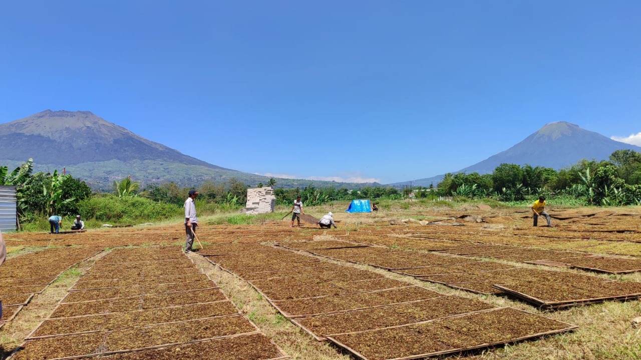 Serapan Tembakau Temanggung Baru 30 Persen, Bupati Harap Pabrikan Percepat Pembelian