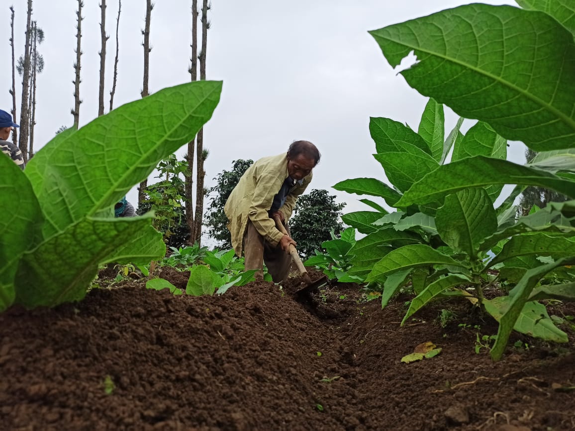 Peningkatan Ekonomi Petani di Temanggung Harus Diperhatikan 