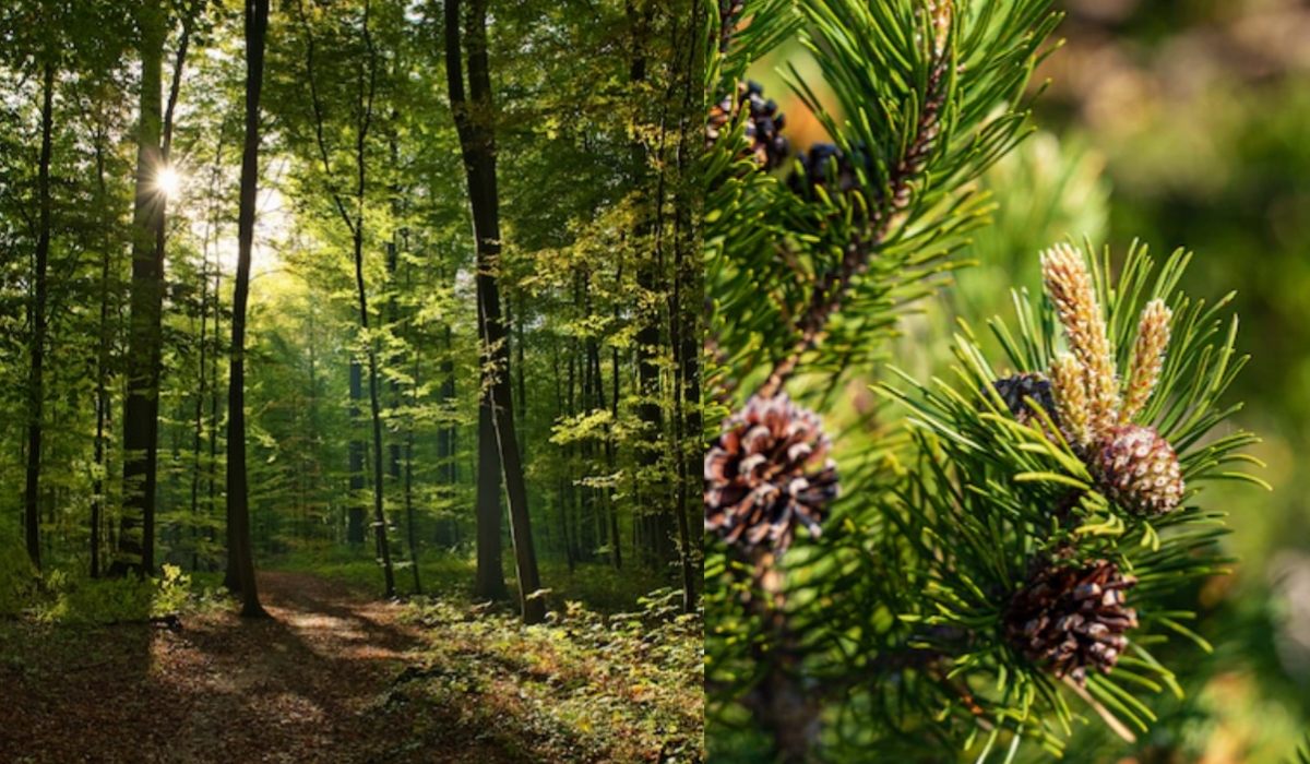 Healing di Lembah Pinus Candimulyo Magelang, Rekomendasi Wisata Alam Bagi Kamu yang Suka Ketenangan
