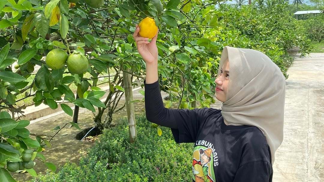 Kebun Bagus Temanggung, Ajak Wisatawan Petik Buah Sendiri Langsung dari Kebunnya
