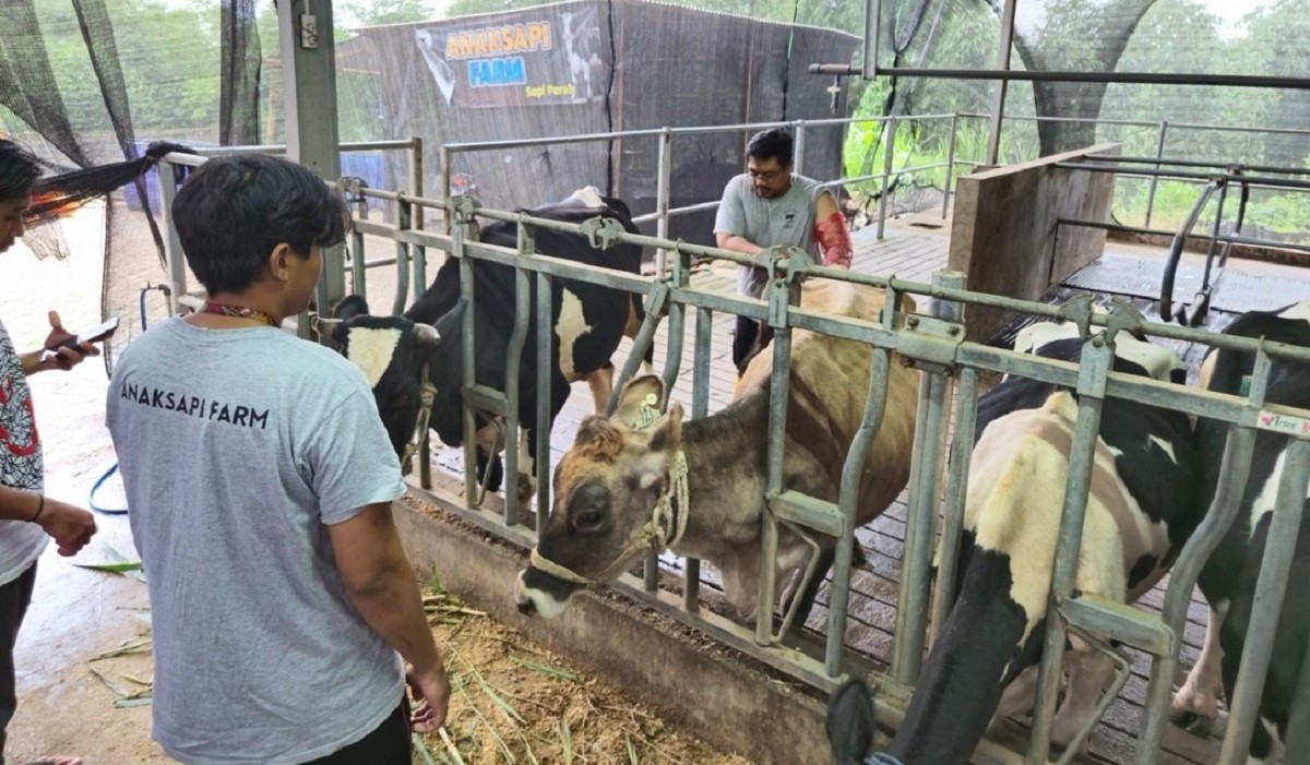 BRI Peduli Tingkatkan Kapasitas Peternak Sapi Perah di Malang Lewat Program Klaster Unggulan