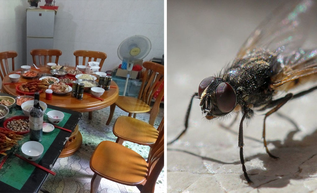 Cara Mengusir lalat Di Meja Makan Dengan Bahan Alami Di jamin Lalat nggk Berani Mendekat