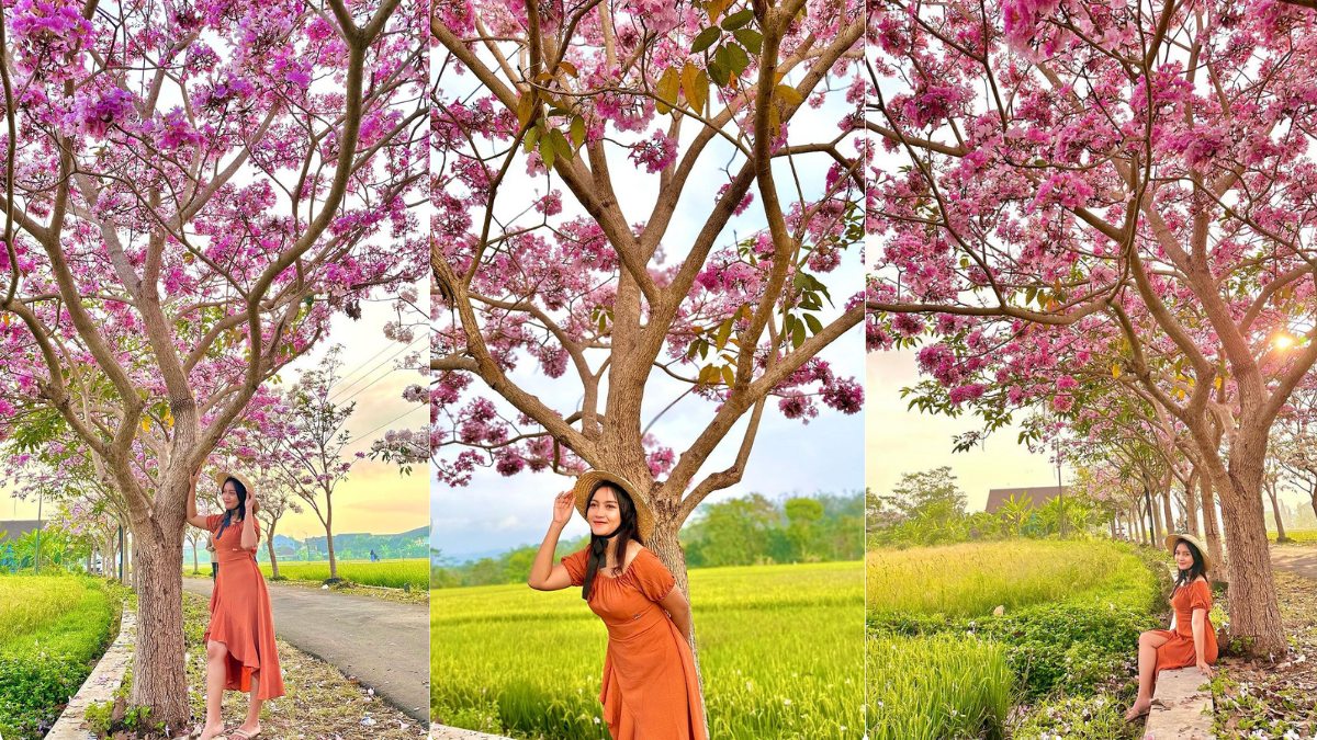 7 Tips Foto Tetap Estetik Meski Banyak Orang di Pohon Sakura Payaman Magelang