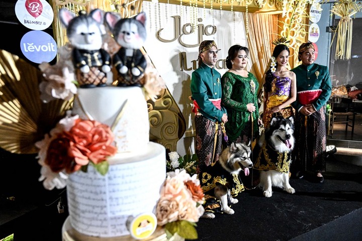 Prosesi Pesta Pernikahan Anjing Ras di Jakarta, Diprotes Dinas Kebudayaan DIY