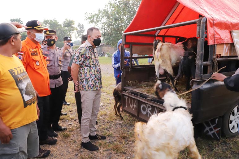 151 Sapi Positif PMK, Bupati Purworejo Rencanakan Lockdown