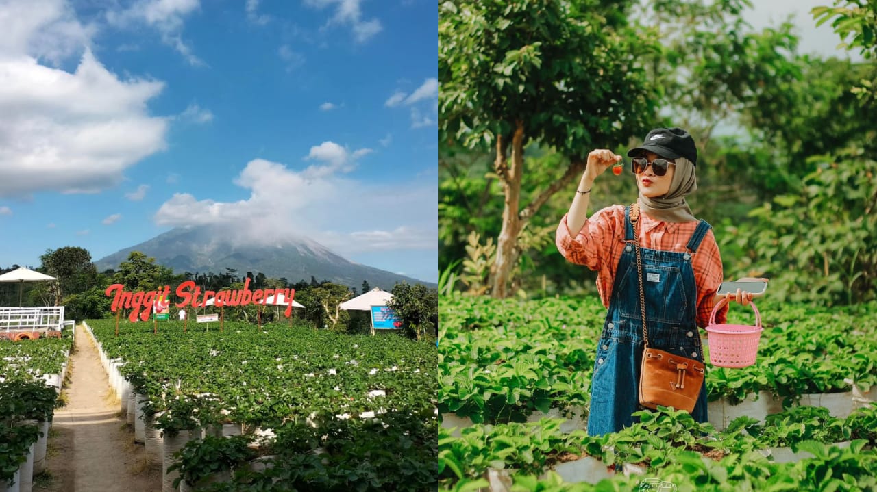 Asyik! di Magelang Ada Wisata Petik Strawberry, Ini Dia Lokasinya