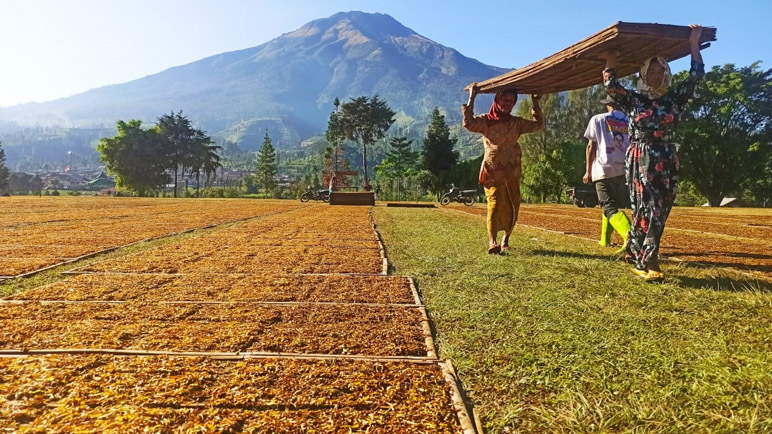 Belum Dapat Sosialisasi, Petani Tembakau di Temanggung Belum Paham PP 28/2024 