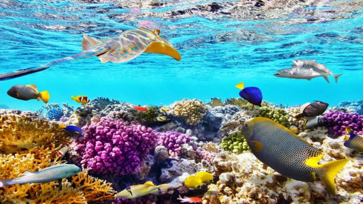 Pulau Bunaken di  Sulawesi, Surganya Para Penikmat Keindahan Bawah Laut!