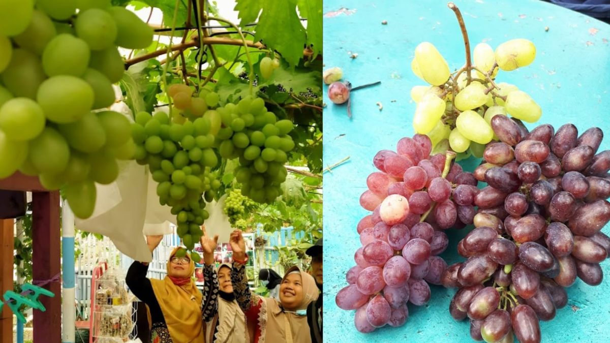 Menjelajah Serunya Kebun Buah Anggur Beragam Varian, di Saung Paribon Magelang