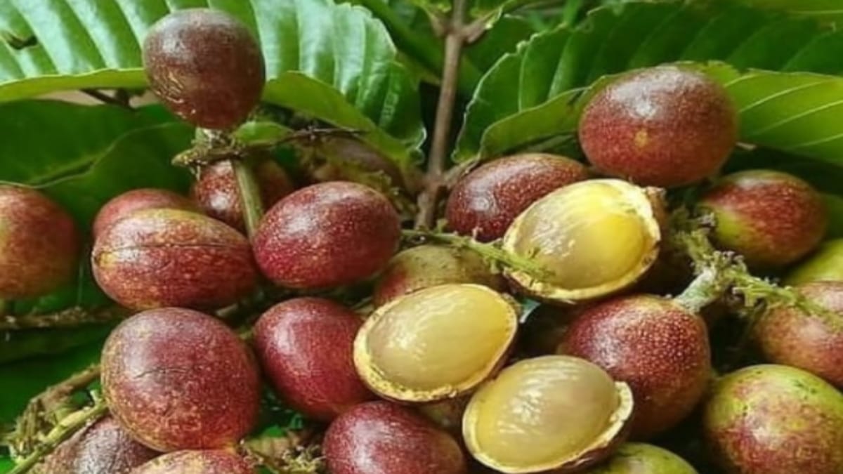 Fakta Menarik Buah Matoa: Buah Langka Dengan Keunikan Rasa yang Menawan