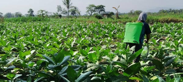 Berharap Panen Tembakau Melimpah, Bupati Temanggung Titip Doa Jamaah Haji