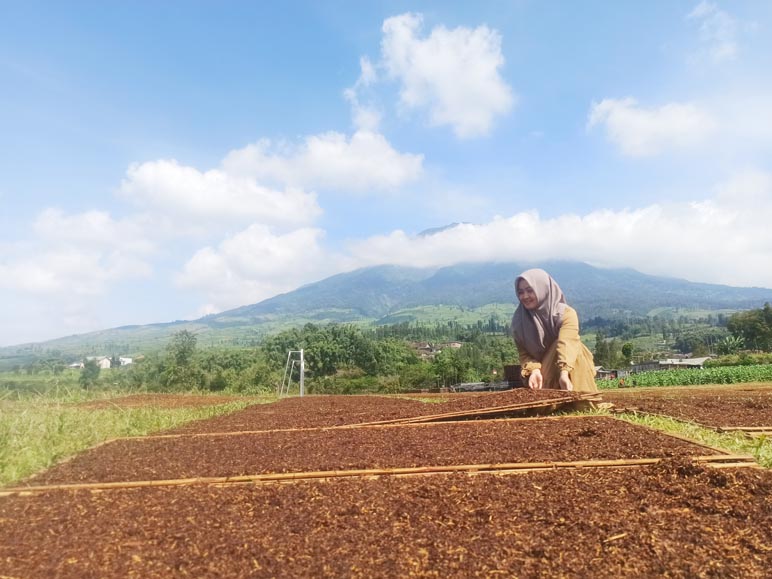 Panen Tembakau Tahun Ini Belum Terlihat Geliatnya, Pabrikan Masih ‘Wait And See’