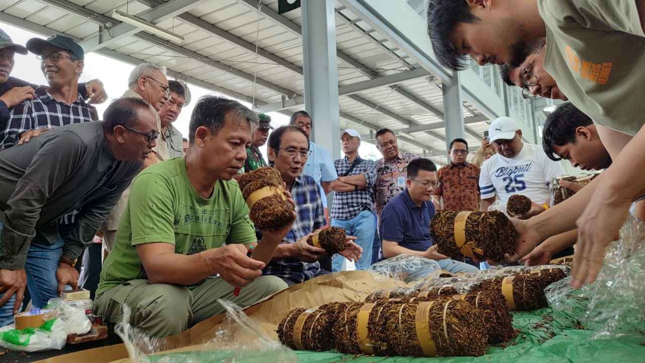 10 Tahun Terpuruk, Petani Tembakau Temanggung Harap Keputusan Tak Naikkan Cukai Rokok Bisa Pulihkan Ekonomi