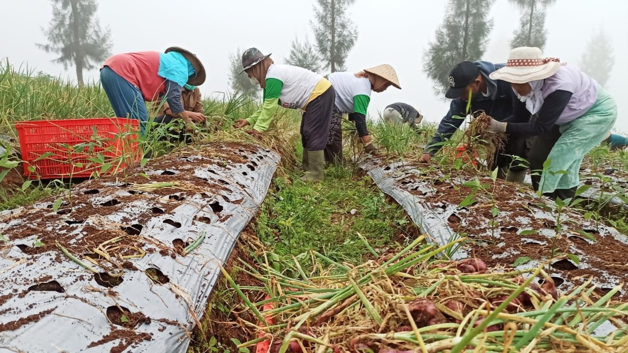 Harga Bawang Merah Temanggung Melonjak, Petani Belum Panen