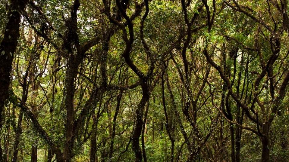 Dermaga Waduk Mrica, Punya Hutan Lord of the Rings Ala Banjarnegara