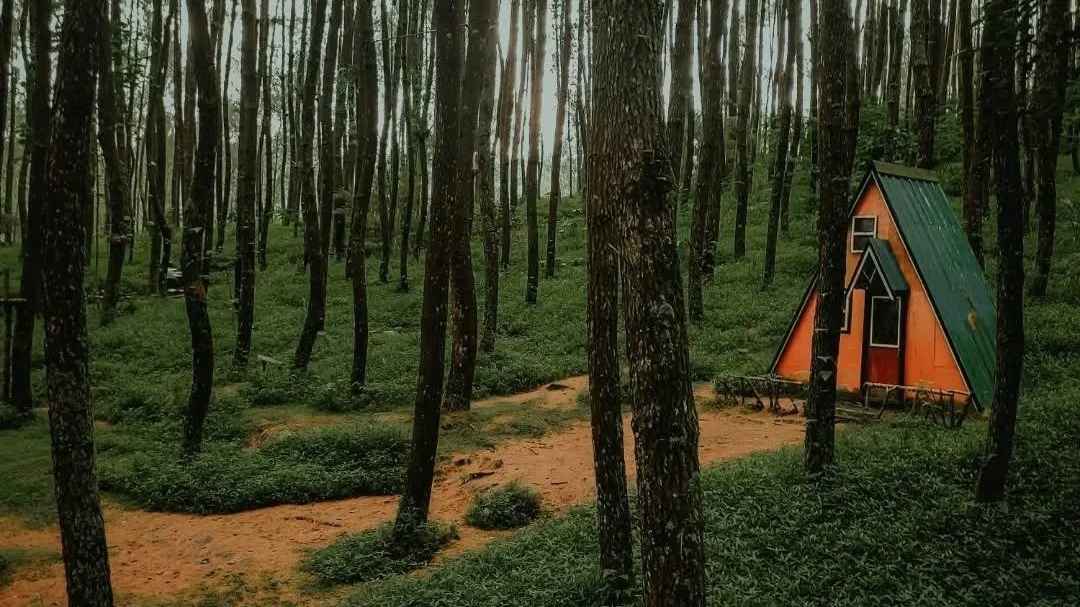 5 Hutan Pinus di Lereng Gunung Merbabu Wilayah Pakis Magelang, dari Wisata Hits sampai Hidden Gem Ada Disini!