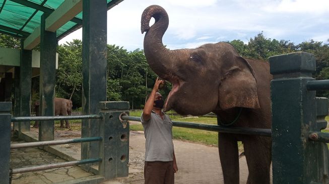 Sudah Dipindahkan, Yuk Nostalgia Alasan ada Wisata Gajah di Candi Borobudur