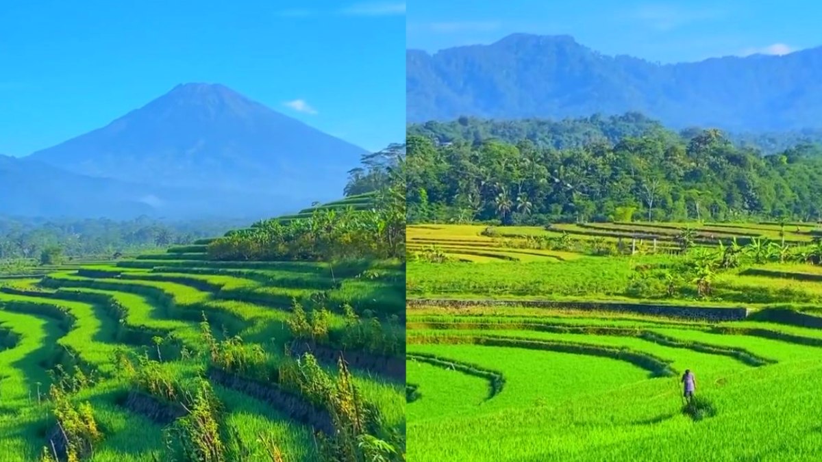 Punya Spot Foto Tercantik ! Sawah Ngendrosari Kajoran Suguhkan View Gunung Sumbing Terbaik Disudut Magelang