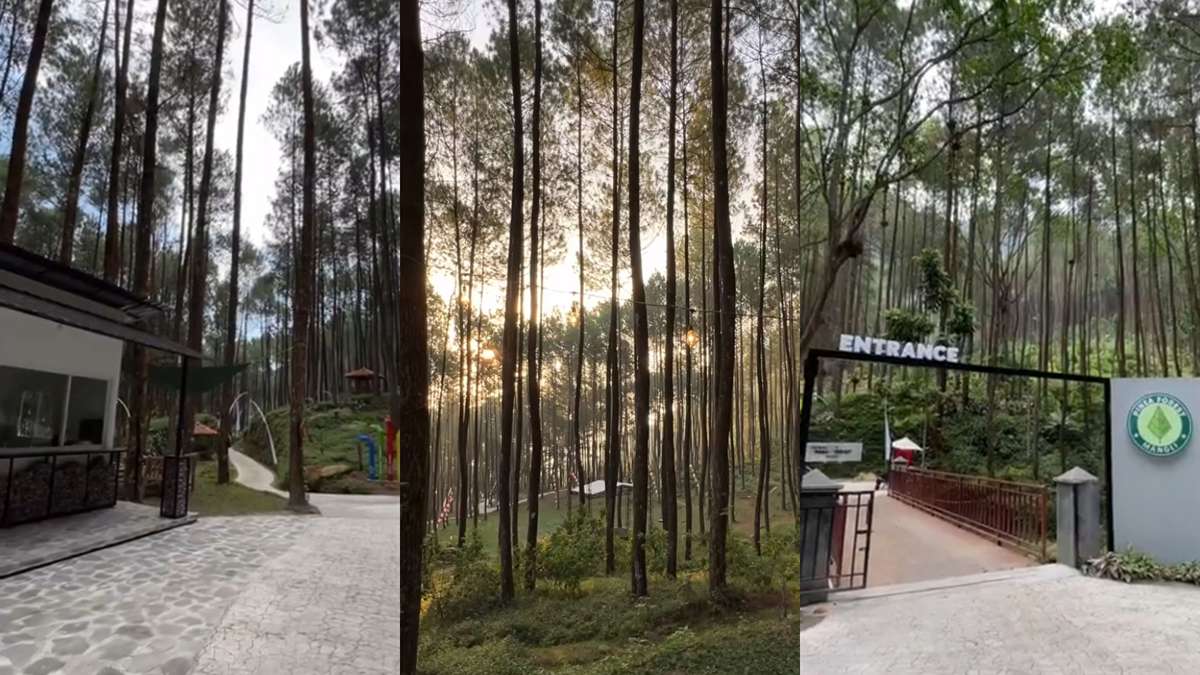 Menjelajahi Hutan Pinus Mangli Magelang, Destinasi Wisata Alam yang Menawarkan Kesejukan dan Beragam Aktivitas