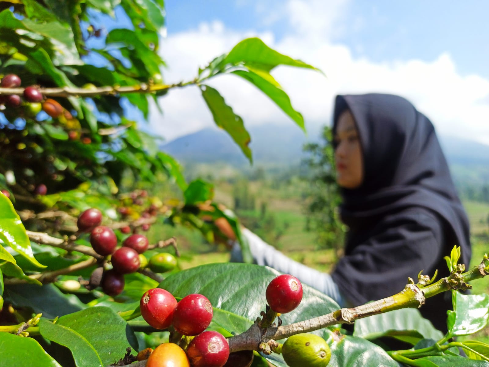 Petani Temanggung Bersyukur, Harga Kopi Naik 200 Persen, Cek Besarannya