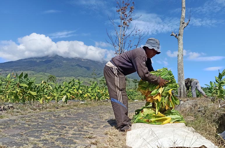 Kualitas Tembakau Temanggung Tahun Ini Bagus, Petani Inginkan Harga Jual Tinggi