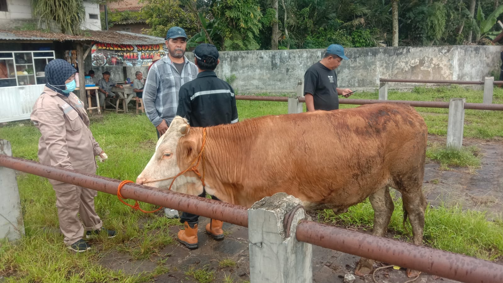 Kasus PMK di Temanggung Meningkat: 76 Sapi Terjangkit, Peternak Diminta Waspada