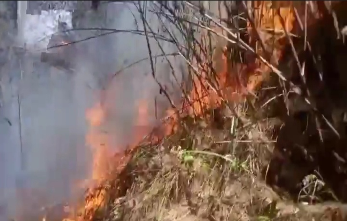 BREAKING NEWS! Kebakaran Hutan di Temanggung Berhasil Dipadamkan