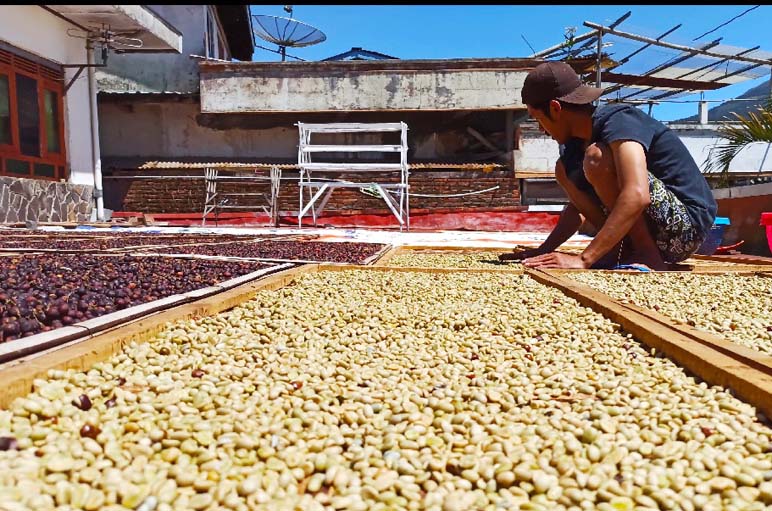 Harga Kopi Gelondong Merah Tertinggi Sejak 2000 Lalu