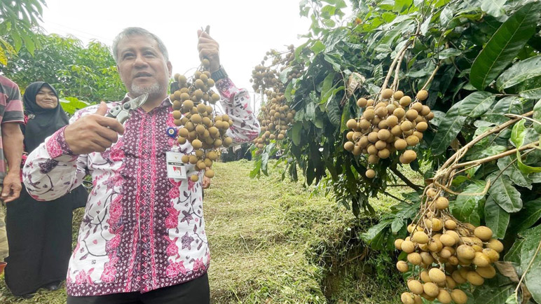 Mengembalikan Kejayaan Kelengkeng Pringsurat Temanggung seperti Era 70-an