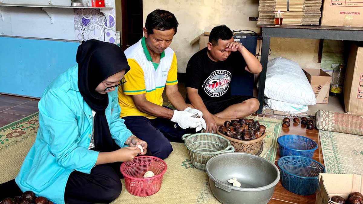 Diversifikasi Olahan Salak Organik, UNS Kembangkan UMKM King Salacca untuk Ketahanan Pangan