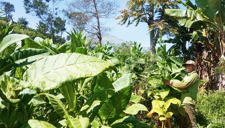 Petani Tembakau di Temanggung Butuh Perhatian, Berharap Harga Membaik