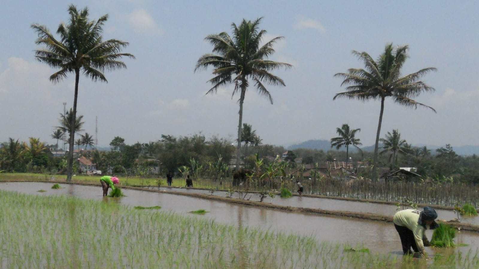 Temanggung Target Jadi Lumbung Pangan 2026, Inpari 32 Jadi Andalan Musim Tanam Pertama