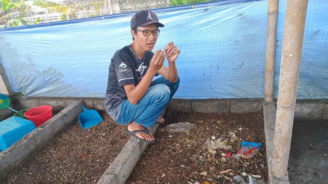 Berawal dari Tumpukan Sampah Dua Pemuda di Kota Magelang Sukses Budidaya Maggot