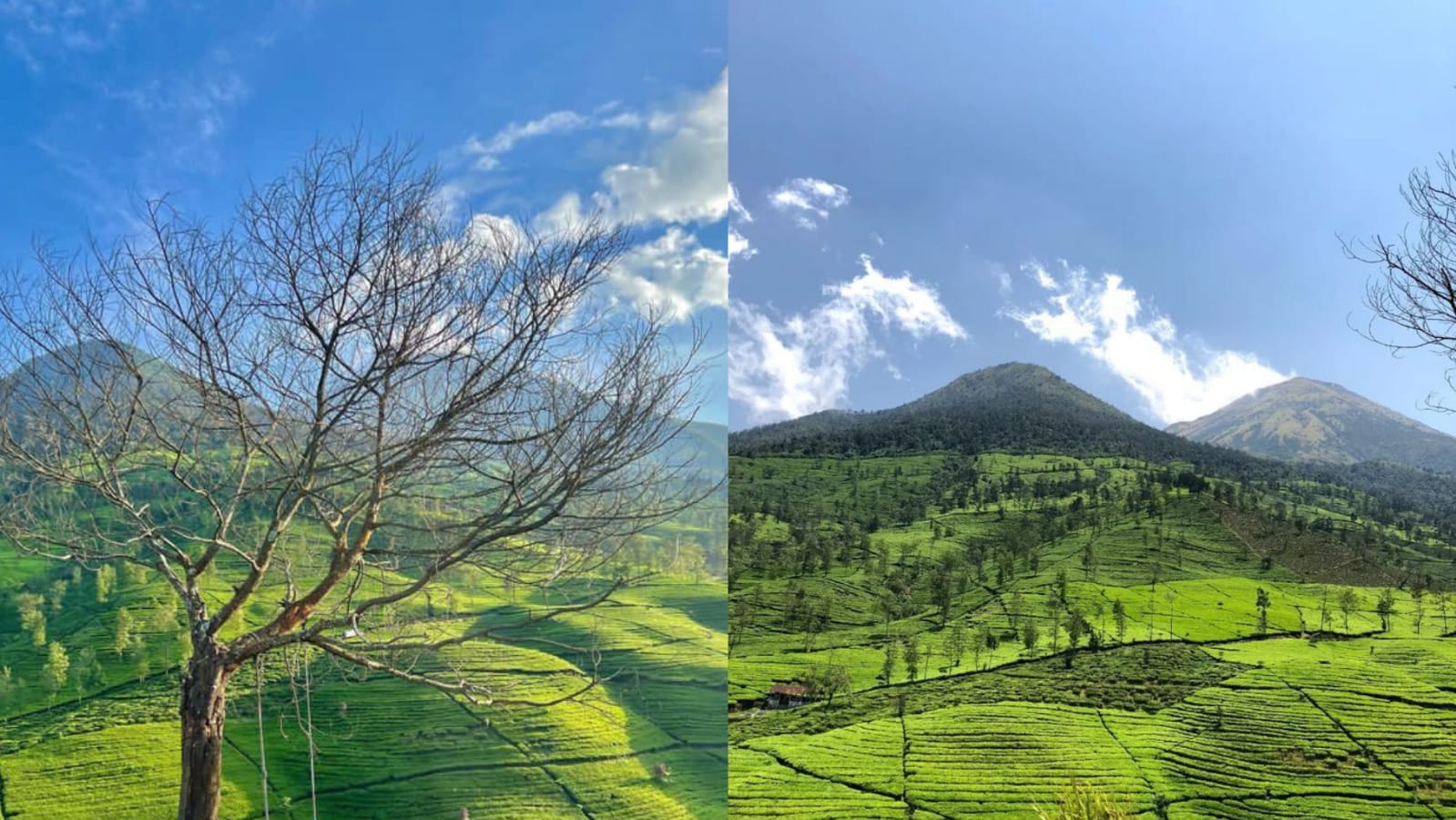 Gunung Cilik Wonosobo Memancarkan Pesona Alam Panorama Gunung Kembang dan Gunung Sindoro yang Menakjubkan