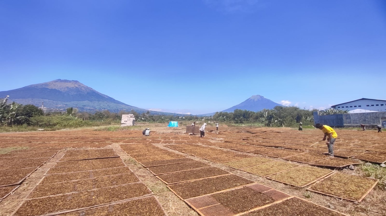 Gudang Garam Stop Beli Tembakau Temanggung, Ekonomi Petani Terpukul