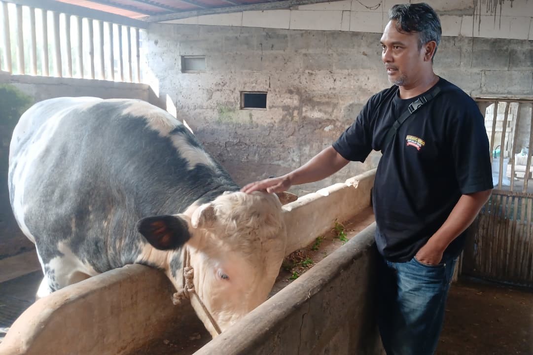 Sapi 1 Ton Asal Wonosobo Terpilih Jadi Kurban Presiden Prabowo