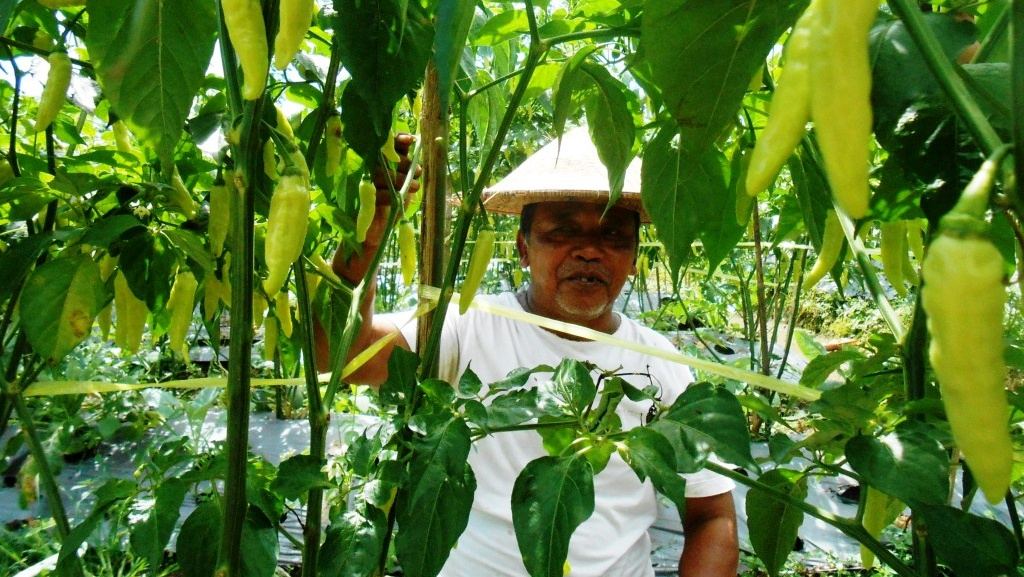 Harga Cabai Tinggi, Petani Kabupaten Temanggung Diintai Ancaman Virus Kuning dan Serangan Penyakit Musim Hujan
