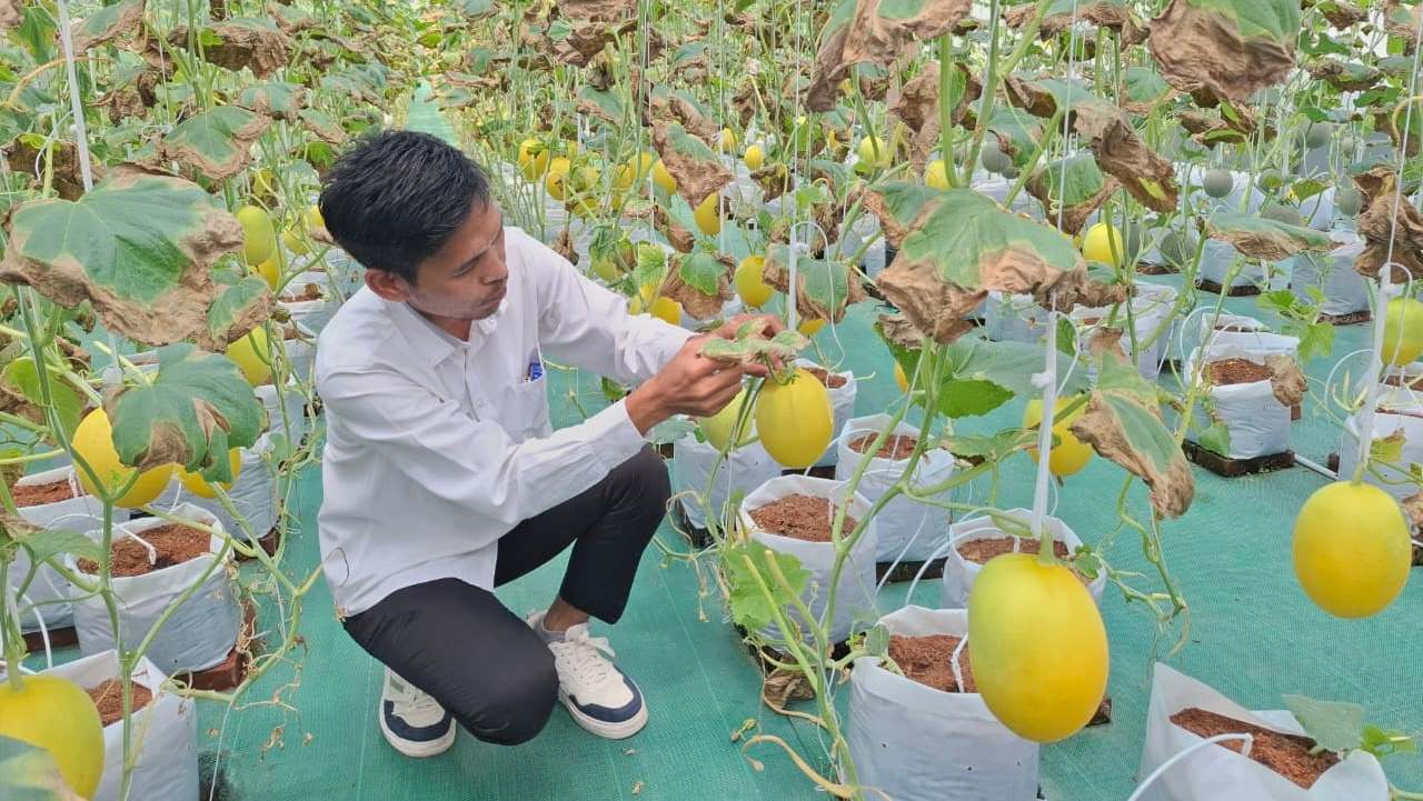Desa Dawung Bagikan Bibit Sayuran untuk Tingkatkan Ketahanan Pangan Warga