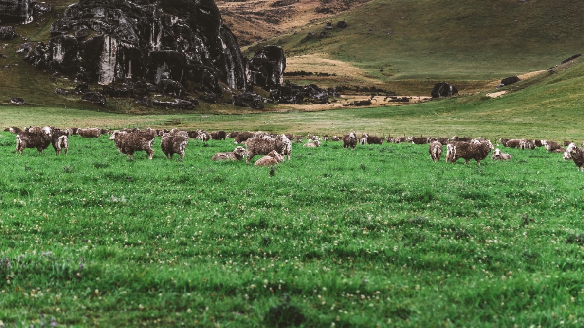 Tak Perlu ke New Zealand, Cukup di Magelang Saja Ada Padang Rumput Hijau yang Memesona