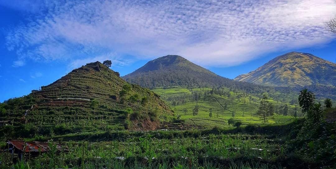 Gunung Cilik Wonosobo Serunya Hiking Di Tengah Perkebunan Teh