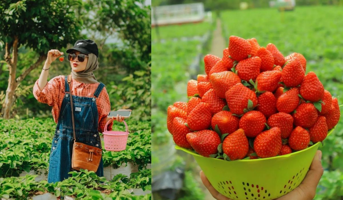 Hasil Panen di Inggit Strawberry Mending Diolah Jadi 5 Kudapan Hits Ini Aja, Resepnya Takaran Sendok