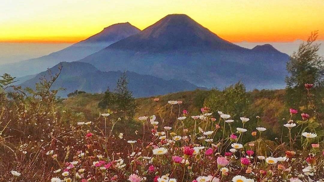 Rekomendasi Kebun Bunga di Wonosobo dan Dieng yang Paling Estetik!