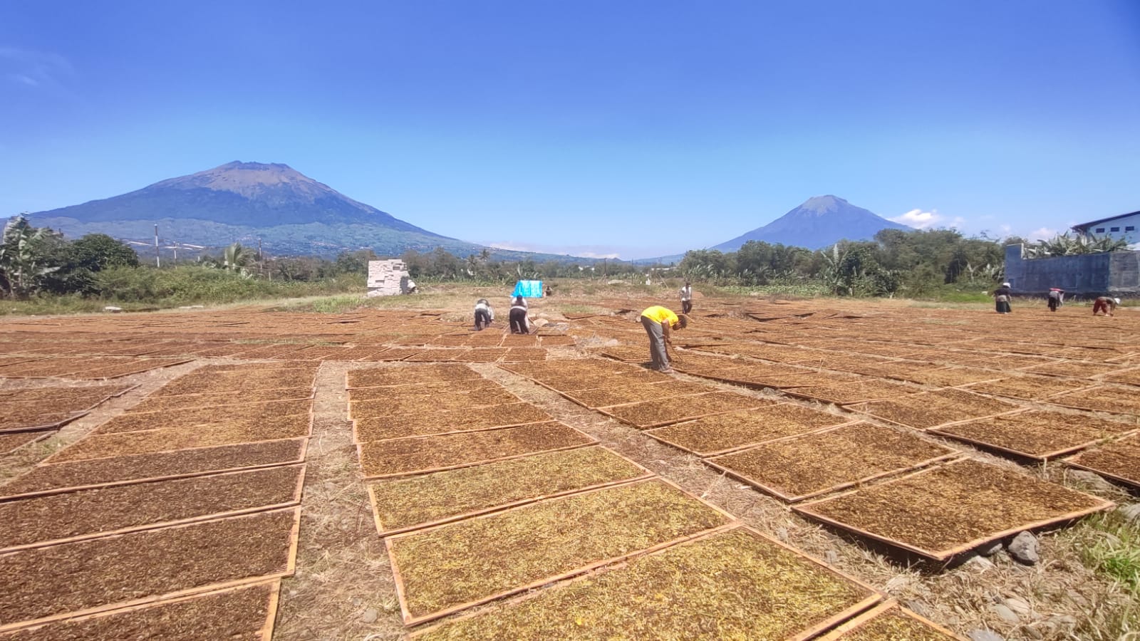Harga Tembakau 2025 Anjlok, Petani Temanggung Merugi Meski Panen Raya Usai