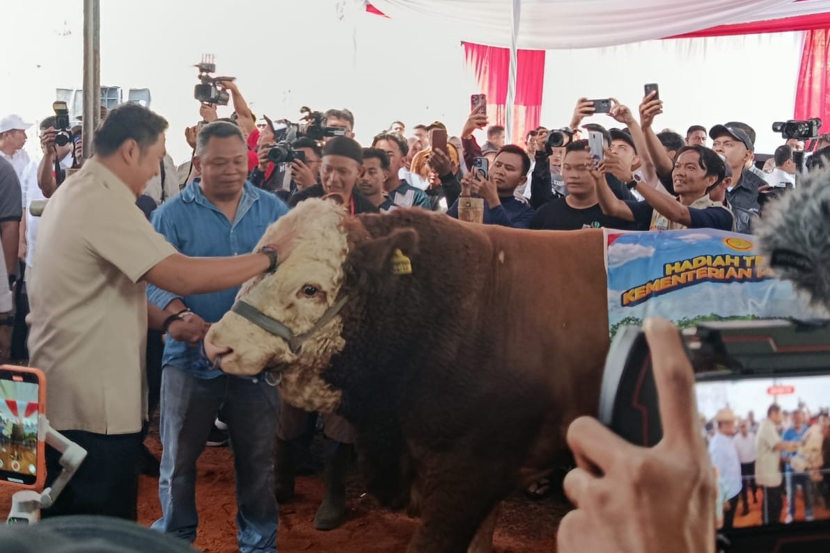 Kontes Sapi APPSI Wonosobo Dihadiri Wamentan, Jadi Pemicu Ekonomi Peternak