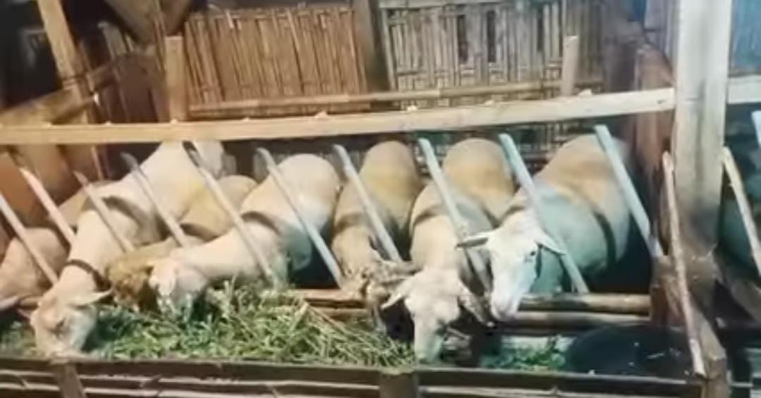 Banyak Sapi dan Domba di Wonosobo Terkena Indigesti 