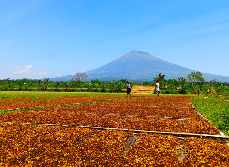  Efek Domino Kenaikan Cukai Tembakau, Bupati: Petani Rentan Kena Dampaknya 