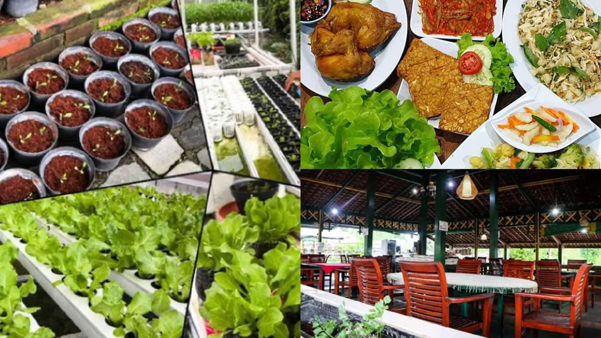  Joglo Ndeso Restaurant & Kebun Hidroponik, Pilihan Tepat untuk Bukber Sehat Bareng Keluarga di Magelang