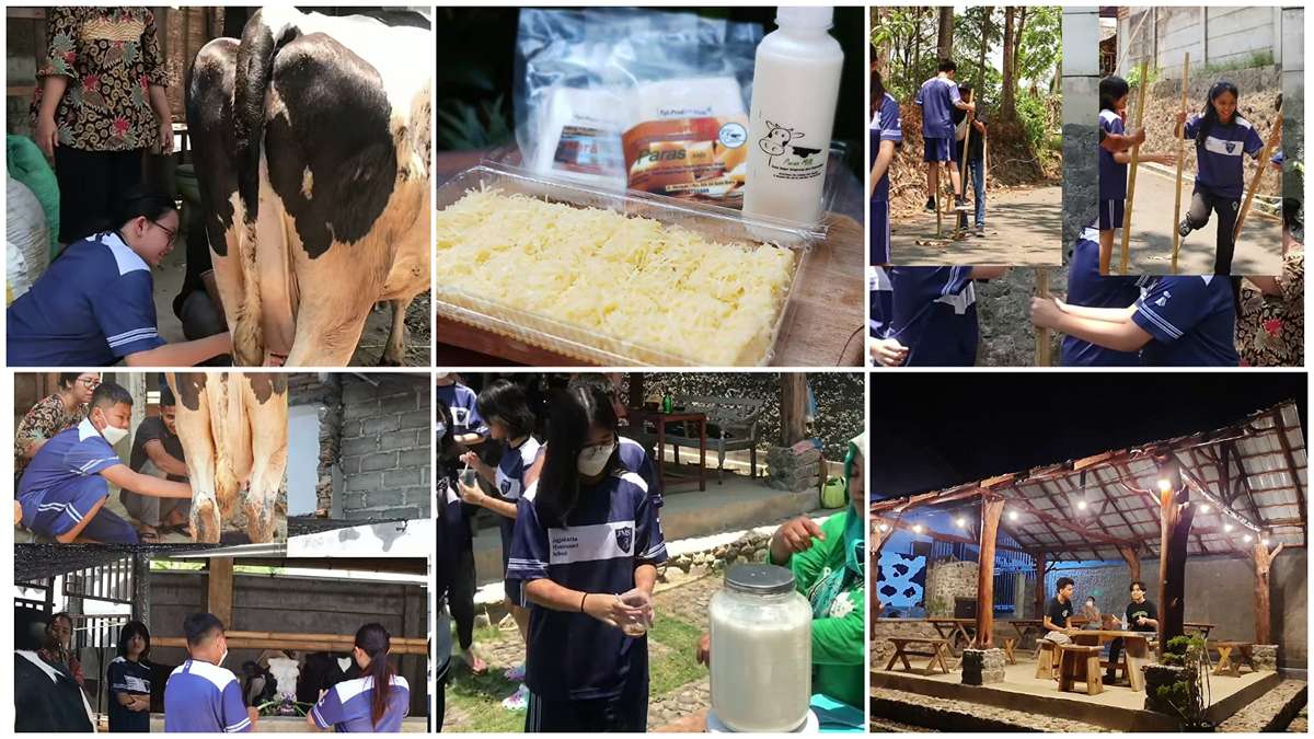 WOW!Liburan Seru & Edukatif di Peternakan Sapi Perah Paras Milk Boyolali Wisatawan Bisa Ikut Memerah Susu Sapi