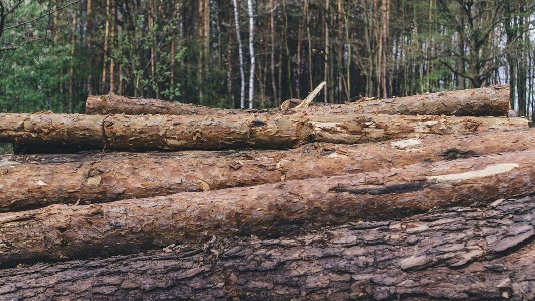Angin Kencang di Temanggung, Rusak 14 Rumah hingga Akibatkan Pohon Tumbang